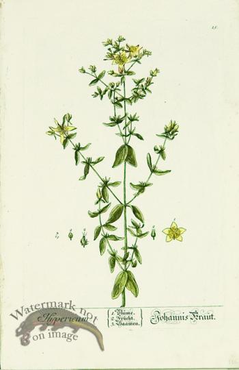 Blackwell German 104